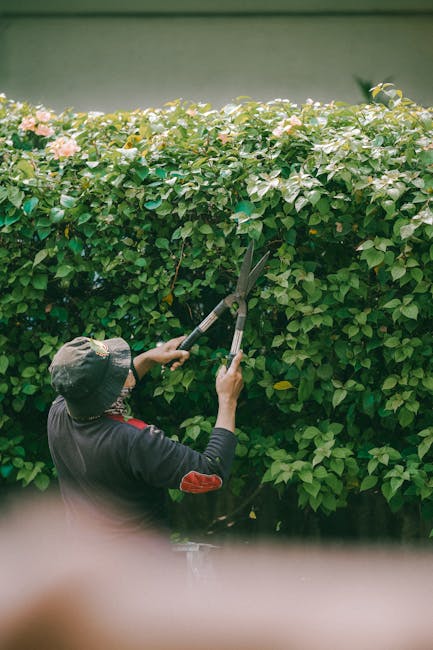 A gardener wearing a wide-brimmed hat and dark clothing is trimming a lush, green hedge with long-handled pruning shears. The hedge consists of dense foliage with small, rounded leaves and delicate pi